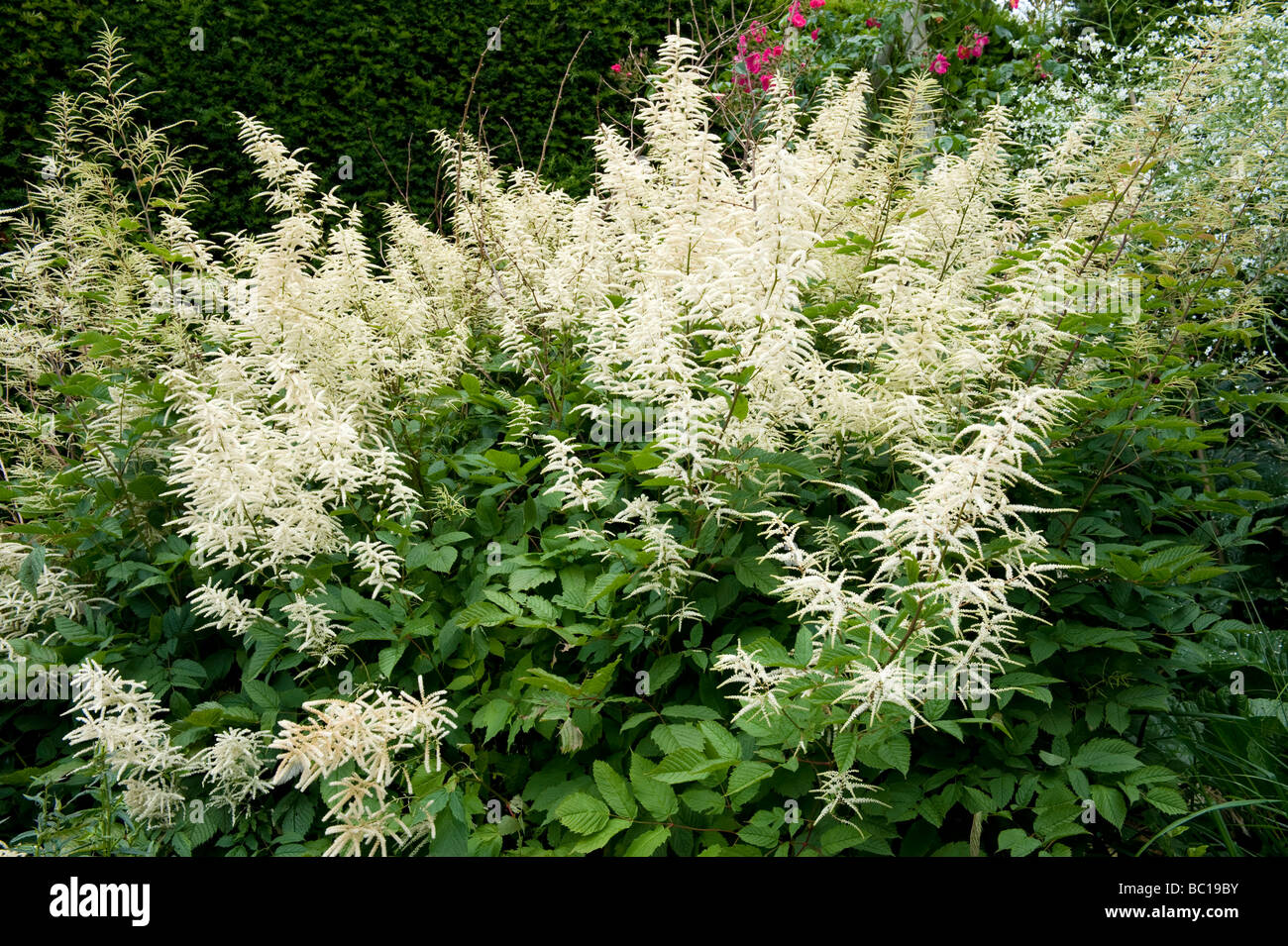 Saxifragaceae Astilbe `Irrlicht`. Clump forming hybrid bearing elegant pinicles of white flowers. Stock Photo